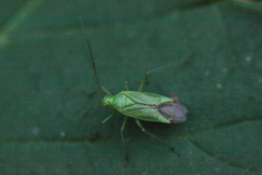 Calocoris affinis