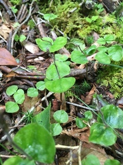 Neottia smallii