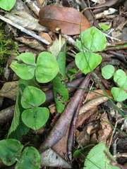 Neottia smallii