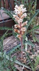 Orobanche picridis