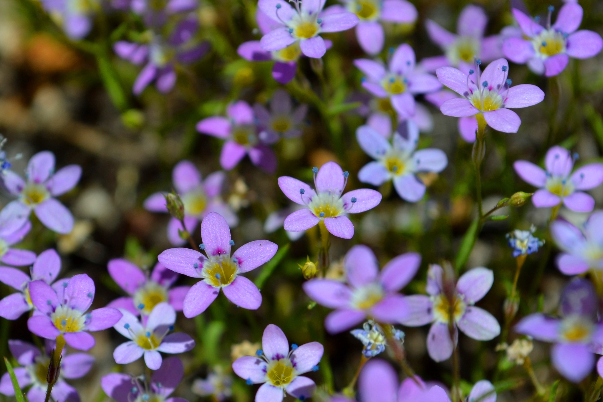 Navarretia leptalea ssp. bicolor