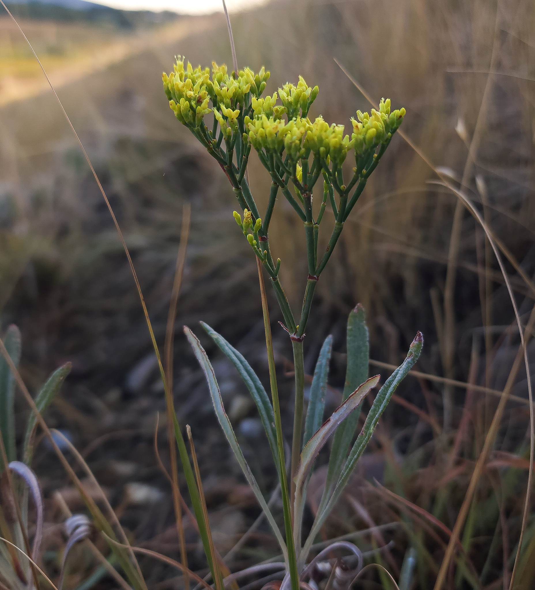 Eriogonum brevicaule
