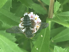 Megachilini