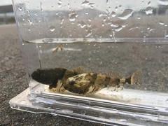 Steller's Sculpin photo 2