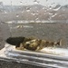 Steller's Sculpin - Photo (c) 堀内伸一, some rights reserved (CC BY-NC), uploaded by 堀内伸一