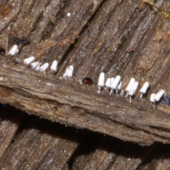 Diachea leucopodia