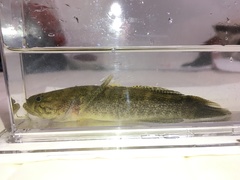 Eleotris acanthopomus