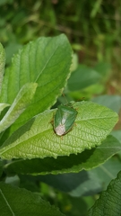 Palomena viridissima