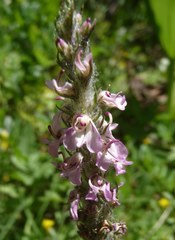 Pedicularis attollens
