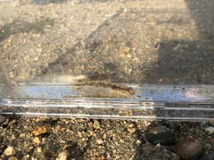 Acentrogobius pflaumii