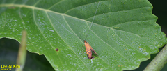 Nemophora
