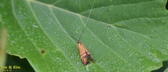 Nemophora