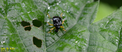 Phymatapoderus flavimanus