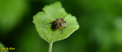 Lasiotrichius succinctus