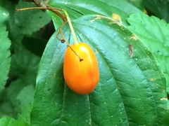 Prosartes smithii