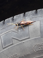 Urocerus gigas
