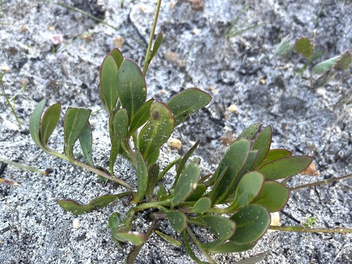Image of Othonna multicaulis by (c) Charleen Brunke, some rights reserved (CC BY)