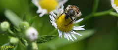 Lasiotrichius succinctus