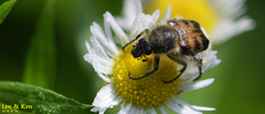 Lasiotrichius succinctus