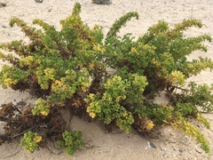 Artemisia campestris maritima