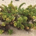 Artemisia campestris maritima - Photo 由 Ester Serrao 所上傳的 (c) Ester Serrao，保留部份權利CC BY-NC