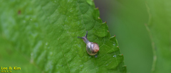 Parasitala