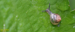 Parasitala