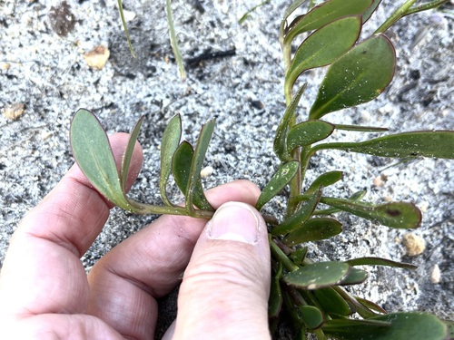 Othonna multicaulis