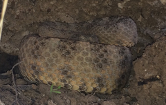 Crotalus tigris