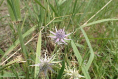 Eryngium hookeri