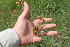 Rhynchospora indianolensis