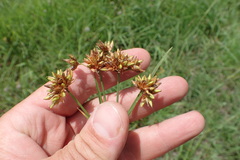 Rhynchospora indianolensis