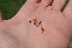 Rhynchospora indianolensis