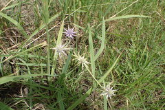 Eryngium hookeri