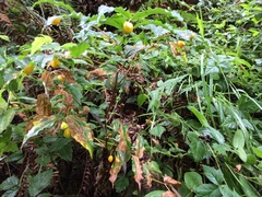 Prosartes smithii