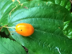 Prosartes smithii