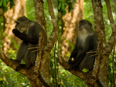 Cercopithecus mitis albogularis