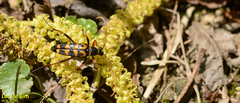 Leptura annularis