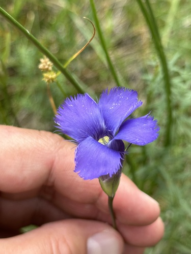 Image of Gentianopsis macounii by no rights reserved