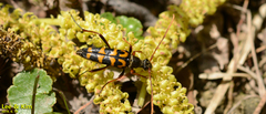 Leptura annularis
