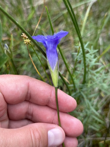 Image of Gentianopsis macounii by no rights reserved