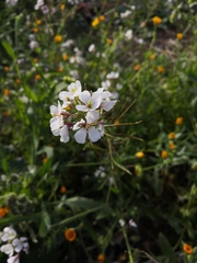 Diplotaxis erucoides