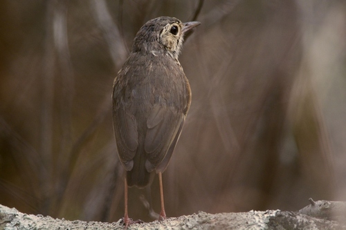 White-browed Antpitta