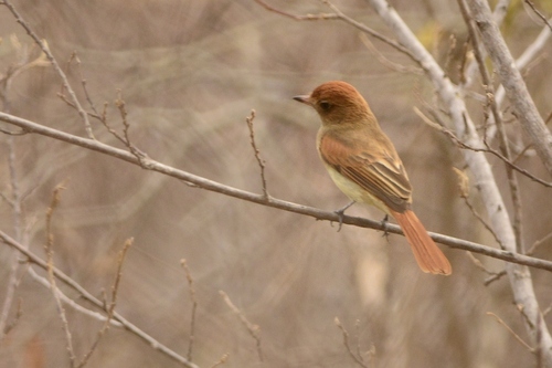 Ash-throated Casiornis