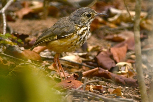 White-browed Antpitta