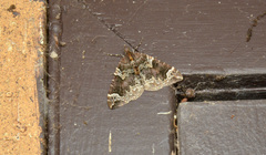 Eulithis xylina