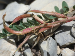 Astragalus monspessulanus