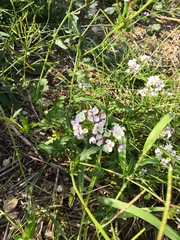 Diplotaxis erucoides