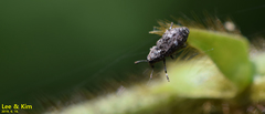 Tropideres cyaneotergum