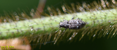 Tropideres cyaneotergum